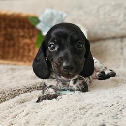 Logan smooth black and tan pie - Piebald male Dachshund puppy in Herald, California from Bluegum Dachshunds