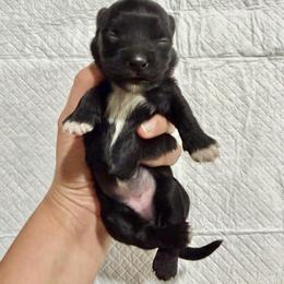 Female 1 - Black female Havapoo puppy in Brooksville, Florida from Kruger Doodles