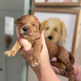 Nutmeg - Red  female Goldendoodle puppy in Wharton, Texas from Little Fur Friends