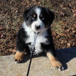 Onyx - Black tri-color male Australian Shepherd puppy in Falcon, Missouri from www.maubachranch.com