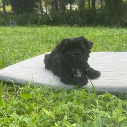 Coco Chanel - Black and gold female Yorkshire Terrier puppy in Bonita Springs, Florida from 🤎 Dreaming Puppies 🐶