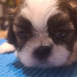 Puppy 3 - Black and white male Shih Tzu puppy in Belleville, Michigan from Patricia's Heavenly Earth Angels