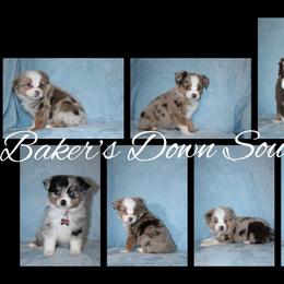 Miniature Australian Shepherds and Toy Australian Shepherds from Baker's Down South Aussies