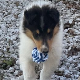Paprika - White male Collie puppy in Carencro, Louisiana from Cajun Bayou's Collies LLC