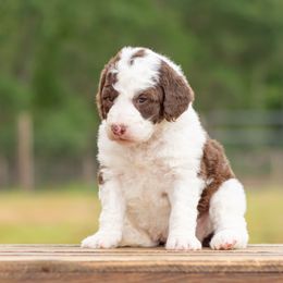 Aussiedoodle, Bordoodle, Goldendoodle, and Sheepadoodle Puppies from Crooked Creek Doodles and Poodles