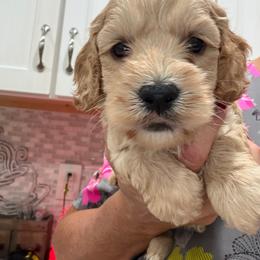 Giselle Boy 2 green - Golden male Cockapoo puppy in Haines City, Florida from Camic Cockapoos