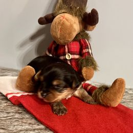Grayson - Black and tan male Yorkshire Terrier puppy in Crossville, Tennessee from Lil Britches Yorkies
