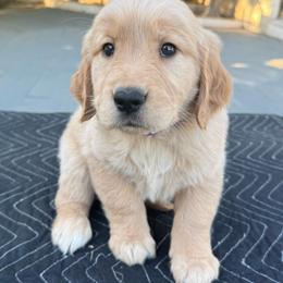 Purple Collar Girl - Golden female Golden Retriever puppy in San Jacinto, California from Golden Retriever Puppy Bliss