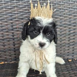 Uno - Parti male Labradoodle puppy in Sussex, Wisconsin from Dancing Doodles
