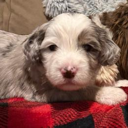 Jackson - Merle male Bernedoodle puppy in Sturtevant, Wisconsin from Raising Doodles