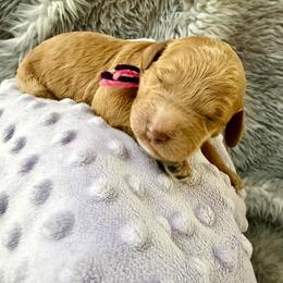 Violet - Red  female Goldendoodle puppy in Boise, Idaho from Goldendoodle Baby