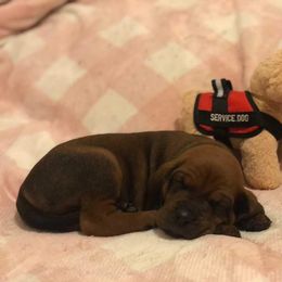 Redbone Coonhound Puppies from Helper Hounds