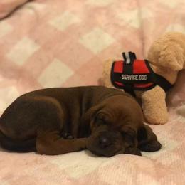 Redbone Coonhound Puppies from Helper Hounds