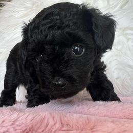 Zoey - Black female Poodle puppy in Hephzibah ( Richmond County ), Georgia from Healing Pawz LLC