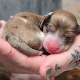 Red Dapple Piebald Girl - Piebald female Dachshund puppy in Woodland, Washington from SJs Dachshunds