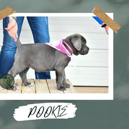 Girl 3 - female Cane Corso puppy in Choctaw, Oklahoma from Emerald Cane Corso