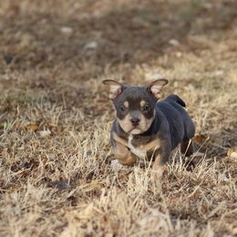 American Bully Puppies from Black Coal Bullies