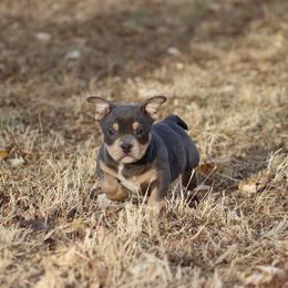 American Bully Puppies from Black Coal Bullies