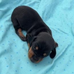 Dachshund Puppies from Shazia Sultan
