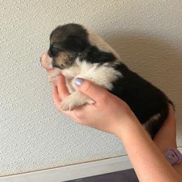 Tri female - Black and tan female Pembroke Welsh Corgi puppy in Alpine, Texas from Storm Dogos & Country Corgis