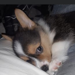 Pembroke Welsh Corgi Puppies from CB Corgis