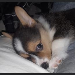 Pembroke Welsh Corgi Puppies from CB Corgis