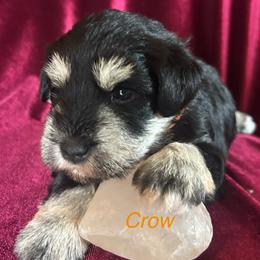 Crow-Girl 1 - Black and silver female Miniature Schnauzer puppy in Granville, Ohio from Shull Mini Schnauzers