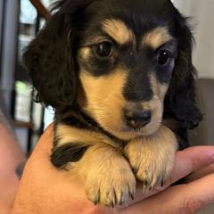 Baby Girl - Black and cream female Dachshund puppy in Easley, South Carolina from Castle Hill Doxies, LLC