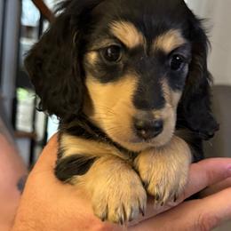 Baby Girl - Black and cream female Dachshund puppy in Easley, South Carolina from Castle Hill Doxies, LLC