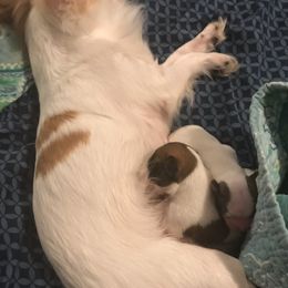 Chihuahuas from Hagadorn Chihuahuas