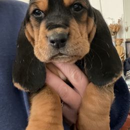 Boy 1 - Black tan and white male Basset Hound puppy in Woodruff, South Carolina from LONG EARS FARM AKC BASSET HOUNDS