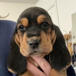 Boy 1 - Black tan and white male Basset Hound puppy in Woodruff, South Carolina from LONG EARS FARM AKC BASSET HOUNDS