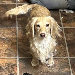 Zara - Dachshund