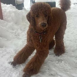 Poodles from Catoctin Furnace Standard Poodles