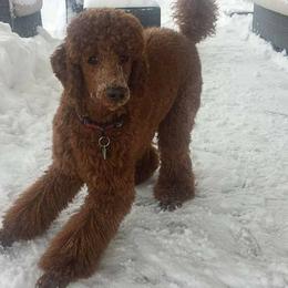 Poodles from Catoctin Furnace Standard Poodles