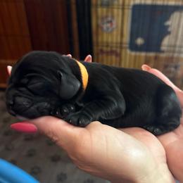 Black male 2 - Black male Cocker Spaniel puppy in Columbia, South Carolina from Fleur de Lis Cockers- Cuchna Cockers