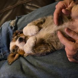 Zerra - Blue merle female Miniature Australian Shepherd puppy in Copperas Cove, Texas from Hidden Leaf Aussies