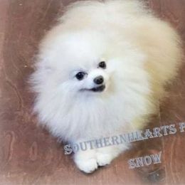 Snow - Pomeranian
