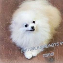 Snow - Pomeranian