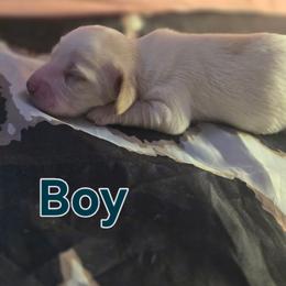 Creed - Piebald male Dachshund puppy in Hollis, Oklahoma from Write Breed Doxies