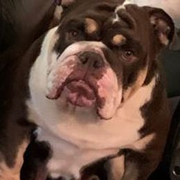 Bulldogs from Lin's Bulldogs