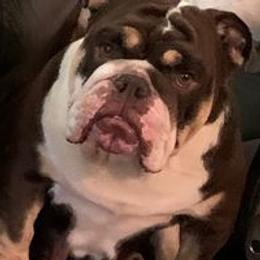Bulldogs from Lin's Bulldogs