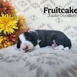 Fruitcake - Black and white female Aussiedoodle puppy in Lake Bronson, Minnesota from Jupiter Doodles