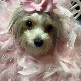 Cali - Parti female Yorkshire Terrier puppy in Indianapolis, Indiana from Tails of Grace