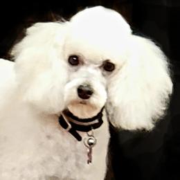 Poodles from Pine Ridge Kennels
