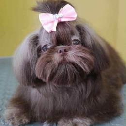 Luna - Shih Tzu