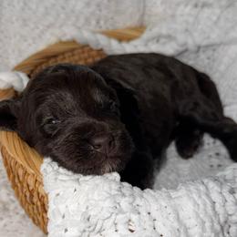 Peep - Chocolate female Australian Labradoodle puppy in Beecher, Illinois from Erica’s Doodles
