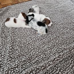 Dachshund Puppies from Rebekah's Dachshunds