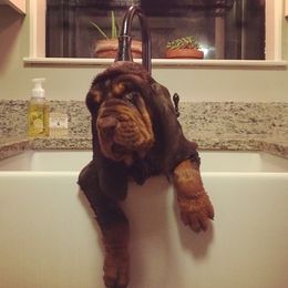 Bloodhound puppies from Teoc Bloodhounds