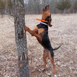 Mack - American Leopard Hound